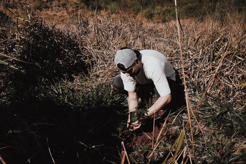 Mit COFY Bäume pflanzen und Zukunft schenken!