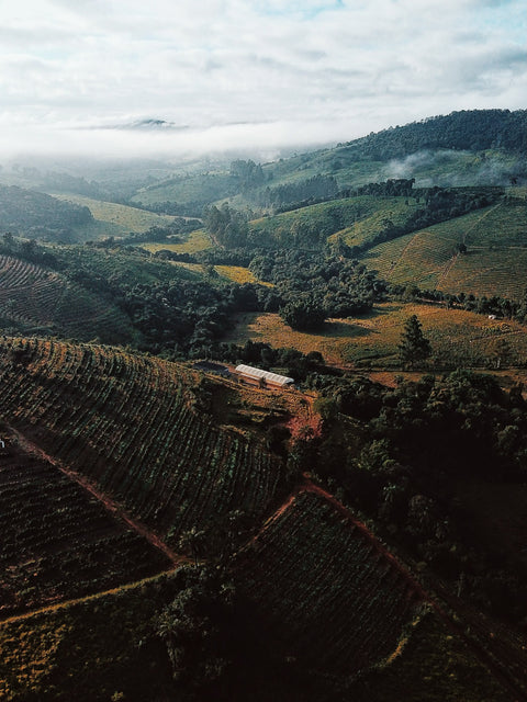 Kaffeeanbau - Qualität am Ursprung der Bohne