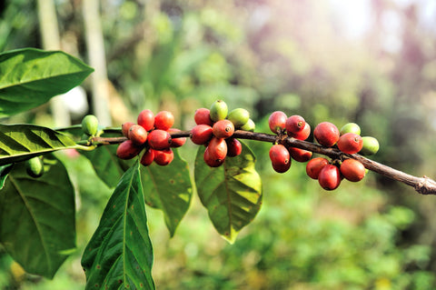 Kaffee selber machen - Kann ich Kaffee selbst anpflanzen?