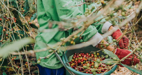 Kaffee & Kinderarbeit – So weitverbreitet ist das Problem wirklich